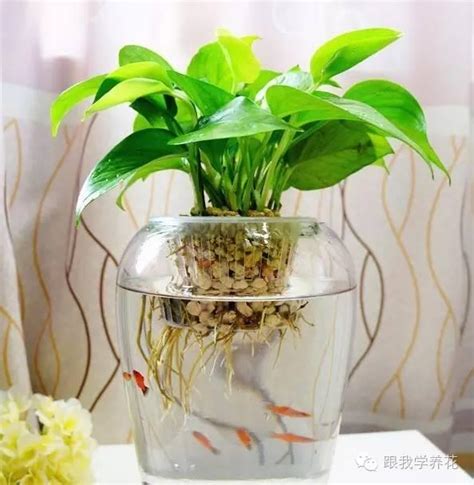 水生植物盆栽養魚|「魚缸中水培，水培中養魚」，魚花共賞！誰來？